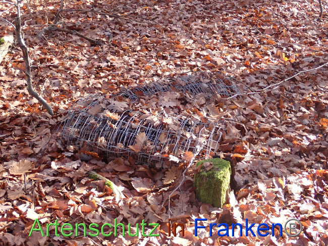 © Artenschutz in Franken® Bild zum Eintrag (1037668-160)