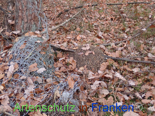 © Artenschutz in Franken® Bild zum Eintrag (1037670-160)