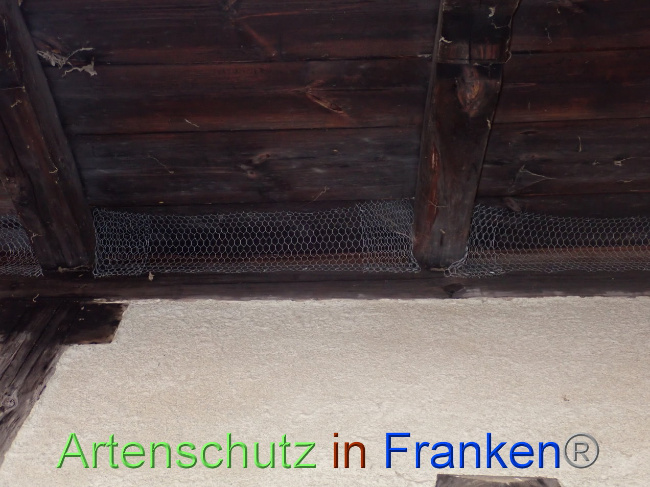 © Artenschutz in Franken® Bild zum Eintrag (1037699-160)
