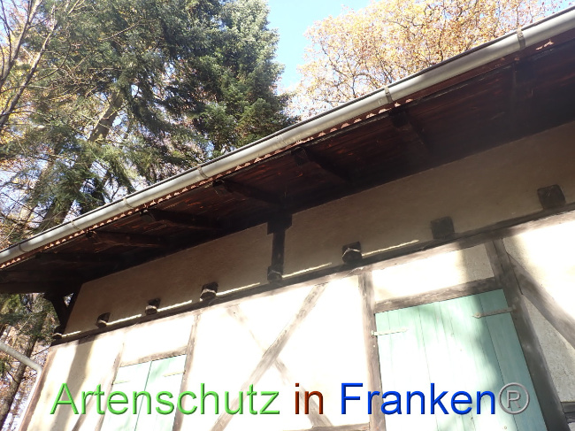 © Artenschutz in Franken® Bild zum Eintrag (1037700-160)