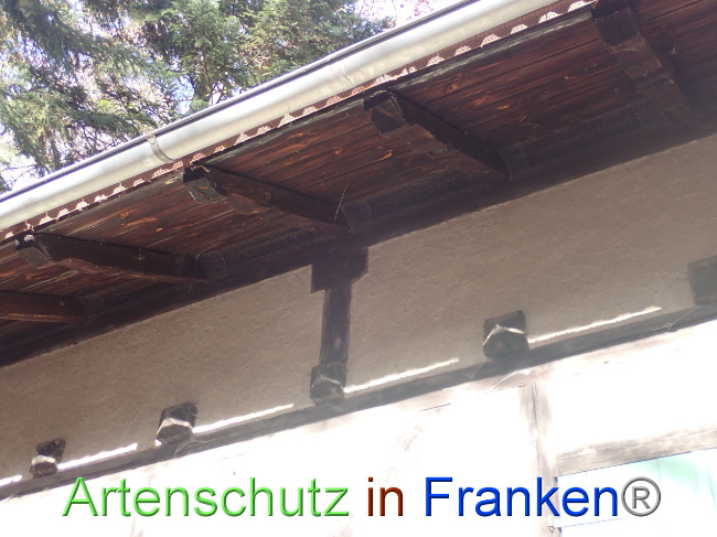© Artenschutz in Franken® Bild zum Eintrag (1037701-160)