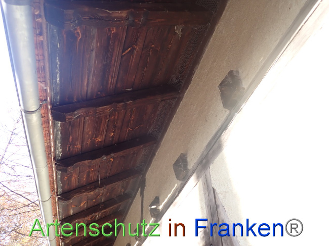 © Artenschutz in Franken® Bild zum Eintrag (1037702-160)