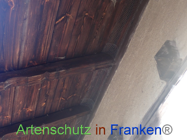 © Artenschutz in Franken® Bild zum Eintrag (1037703-160)