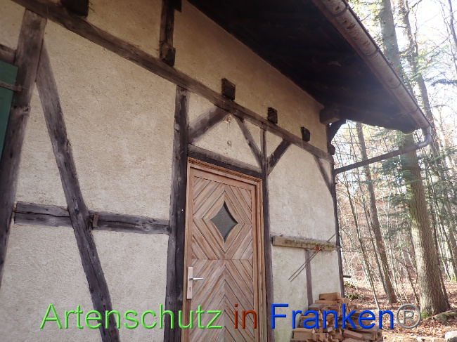 © Artenschutz in Franken® Bild zum Eintrag (1037705-160)