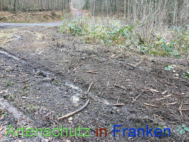 © Artenschutz in Franken® Bild zum Eintrag (1038155-160)