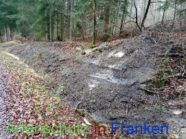 © Artenschutz in Franken® Bild zum Eintrag (1038156-160)
