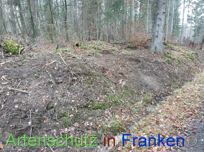 © Artenschutz in Franken® Bild zum Eintrag (1038159-160)