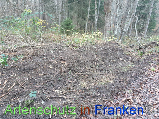 © Artenschutz in Franken® Bild zum Eintrag (1038160-160)