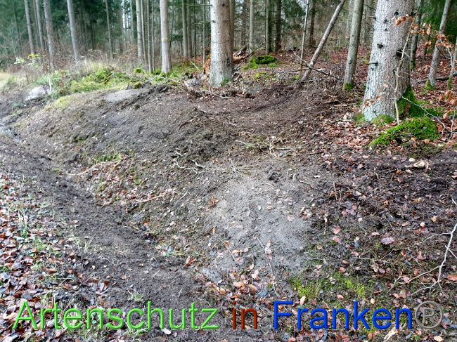 © Artenschutz in Franken® Bild zum Eintrag (1038162-160)