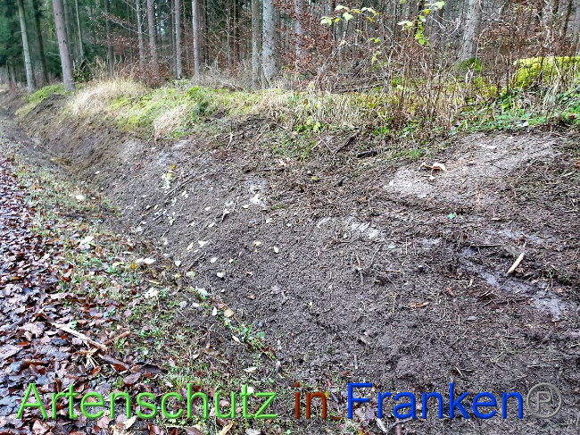 © Artenschutz in Franken® Bild zum Eintrag (1038164-160)