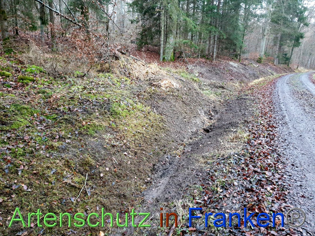 © Artenschutz in Franken® Bild zum Eintrag (1038169-160)