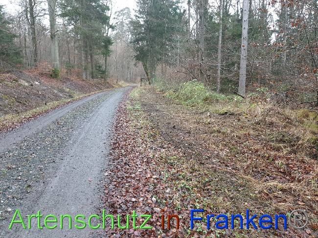 © Artenschutz in Franken® Bild zum Eintrag (1038170-160)