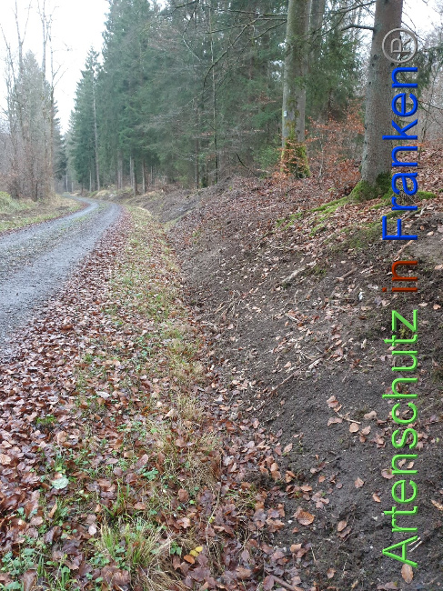 © Artenschutz in Franken® Bild zum Eintrag (1038172-160)