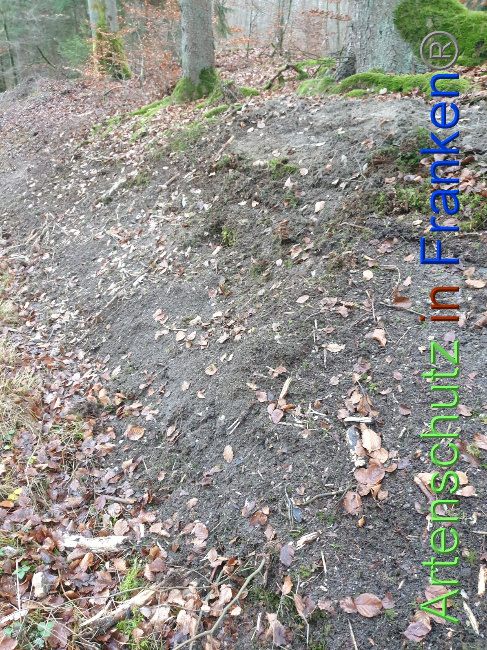 © Artenschutz in Franken® Bild zum Eintrag (1038177-160)