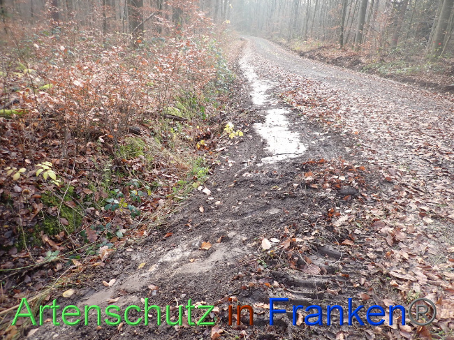 © Artenschutz in Franken® Bild zum Eintrag (1038365-160)