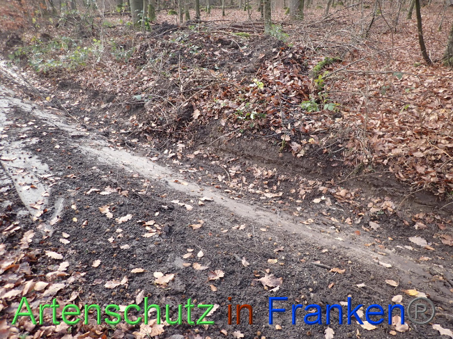 © Artenschutz in Franken® Bild zum Eintrag (1038366-160)