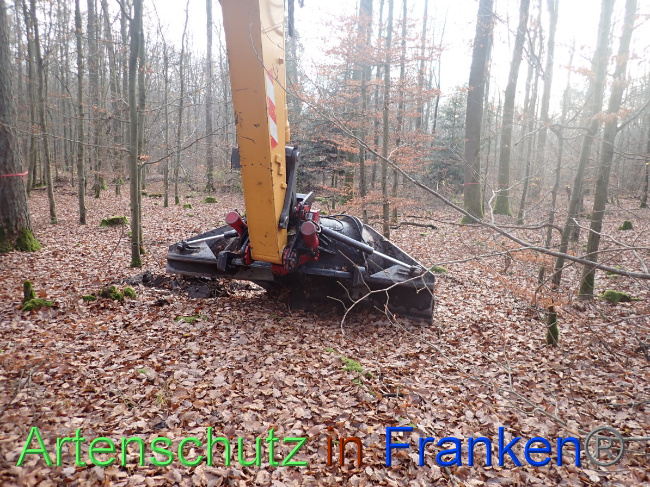 © Artenschutz in Franken® Bild zum Eintrag (1038367-160)