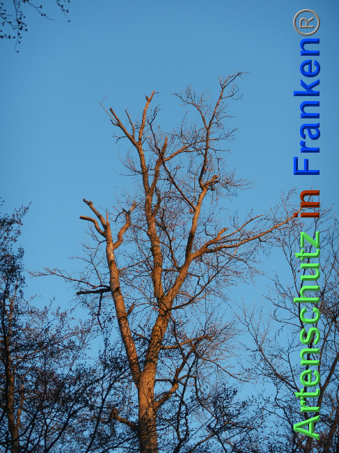 © Artenschutz in Franken® Bild zum Eintrag (1039072-160)