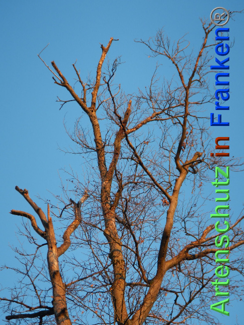 © Artenschutz in Franken® Bild zum Eintrag (1039073-160)