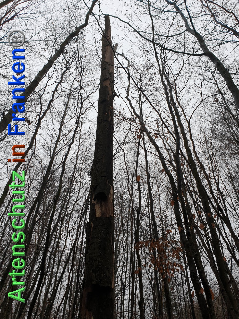 © Artenschutz in Franken® Bild zum Eintrag (1039804-160)