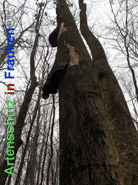 © Artenschutz in Franken® Bild zum Eintrag (1039805-160)
