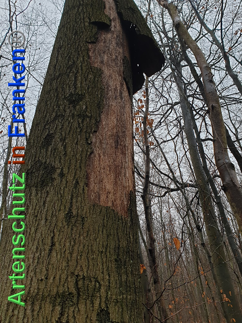 © Artenschutz in Franken® Bild zum Eintrag (1039808-160)