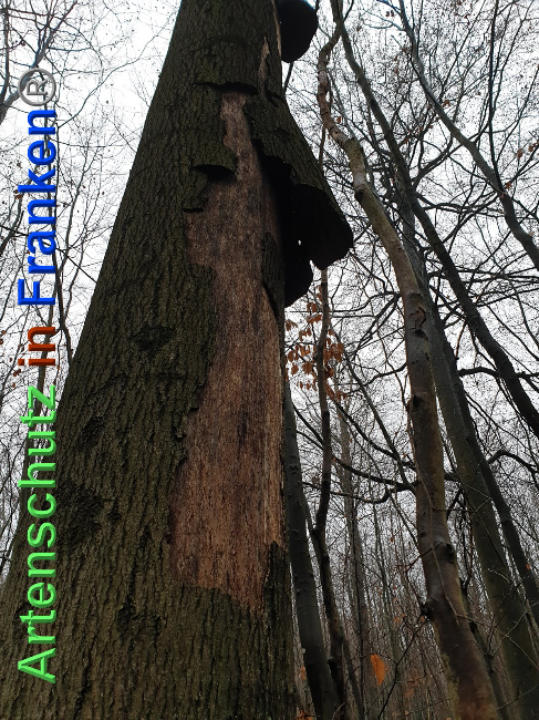 © Artenschutz in Franken® Bild zum Eintrag (1039812-160)