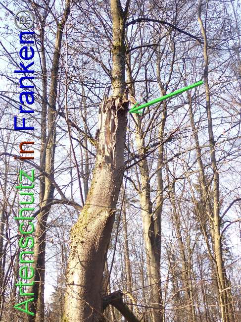 © Artenschutz in Franken® Bild zum Eintrag (1041206-160)