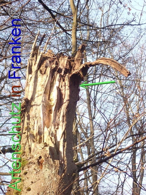 © Artenschutz in Franken® Bild zum Eintrag (1041211-160)