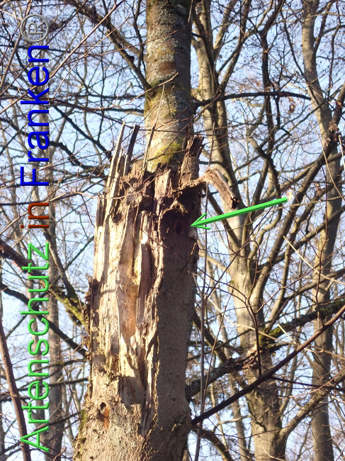 © Artenschutz in Franken® Bild zum Eintrag (1041212-160)