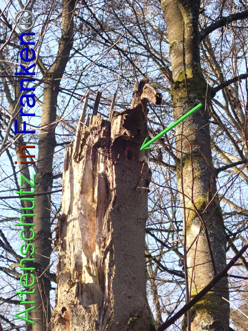 © Artenschutz in Franken® Bild zum Eintrag (1041213-160)