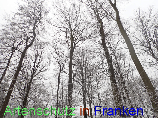 © Artenschutz in Franken® Bild zum Eintrag (1041334-160)