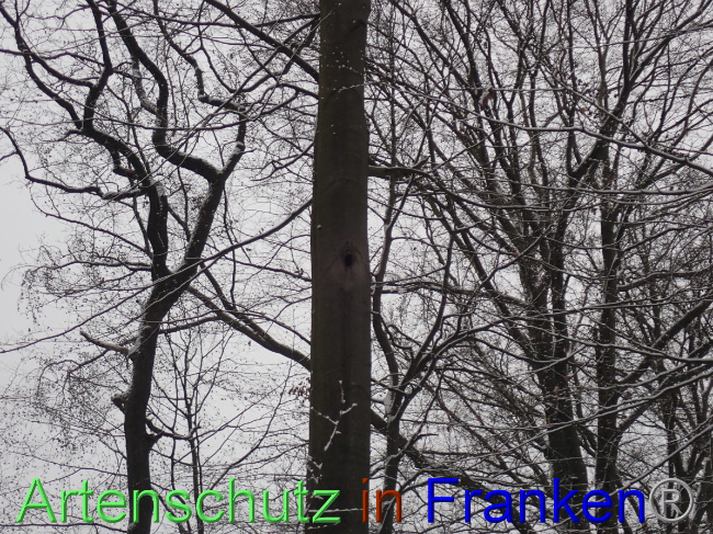 © Artenschutz in Franken® Bild zum Eintrag (1041336-160)