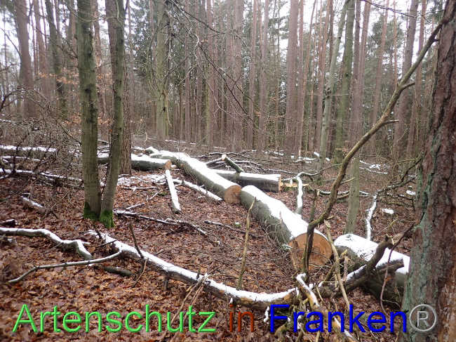 © Artenschutz in Franken® Bild zum Eintrag (1041445-160)