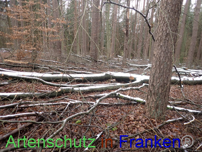 Bild zum Eintrag (1041450-160)