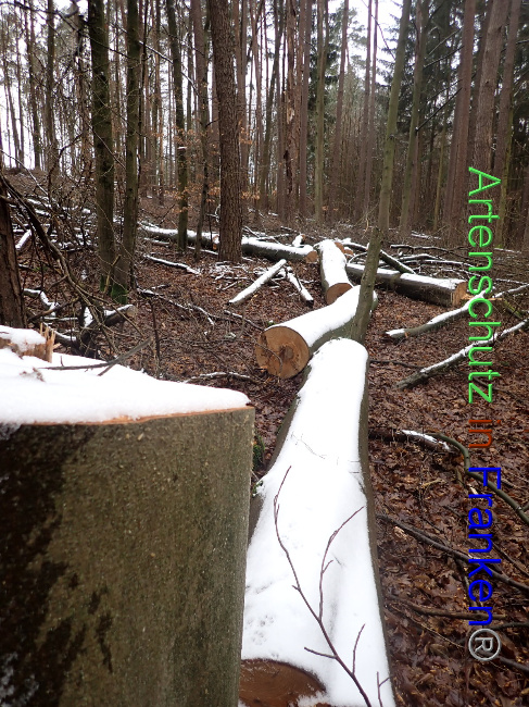 © Artenschutz in Franken® Bild zum Eintrag (1041452-160)