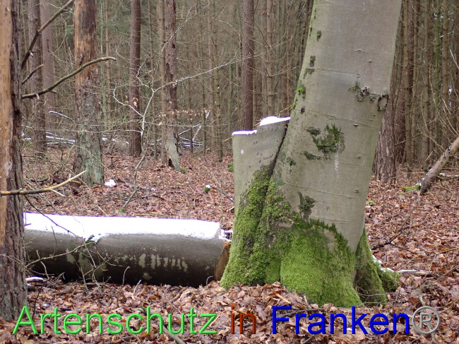 © Artenschutz in Franken® Bild zum Eintrag (1041456-160)