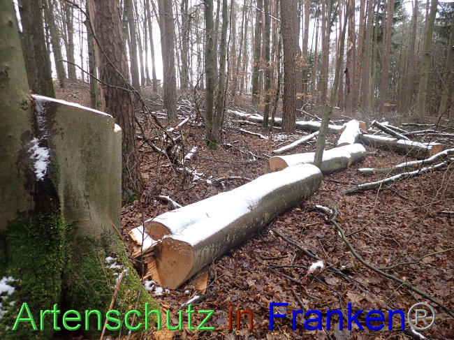 © Artenschutz in Franken® Bild zum Eintrag (1041458-160)