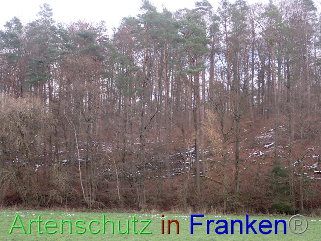 © Artenschutz in Franken® Bild zum Eintrag (1041475-160)