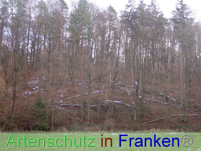 © Artenschutz in Franken® Bild zum Eintrag (1041476-160)