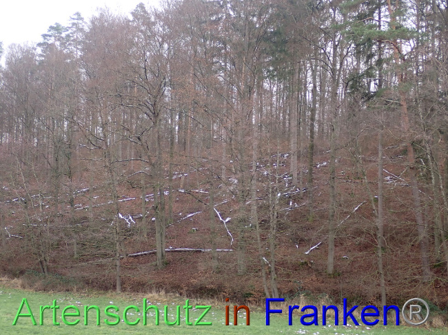 © Artenschutz in Franken® Bild zum Eintrag (1041478-160)