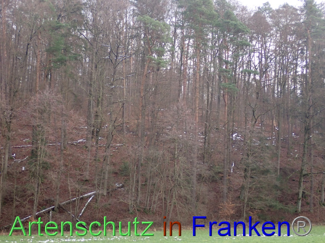 © Artenschutz in Franken® Bild zum Eintrag (1041479-160)