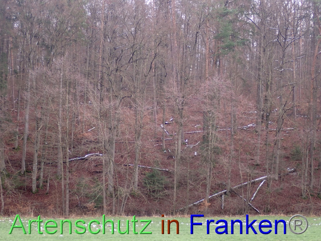 © Artenschutz in Franken® Bild zum Eintrag (1041480-160)