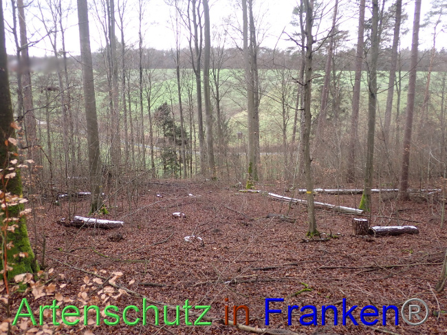 © Artenschutz in Franken® Bild zum Eintrag (1041481-160)