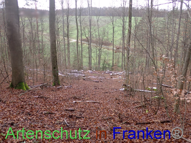 © Artenschutz in Franken® Bild zum Eintrag (1041482-160)