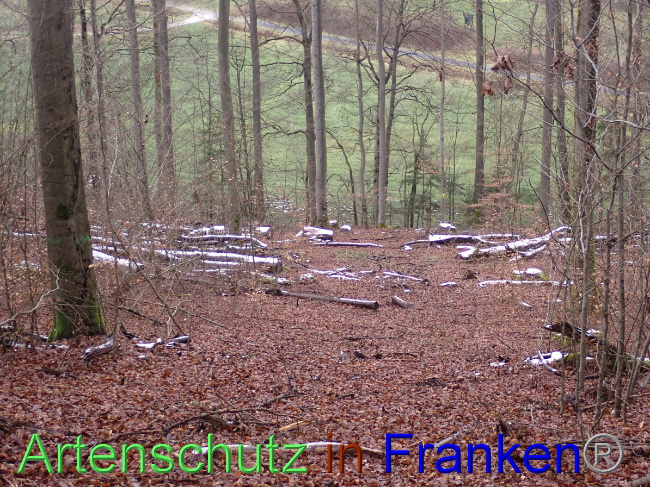 © Artenschutz in Franken® Bild zum Eintrag (1041483-160)