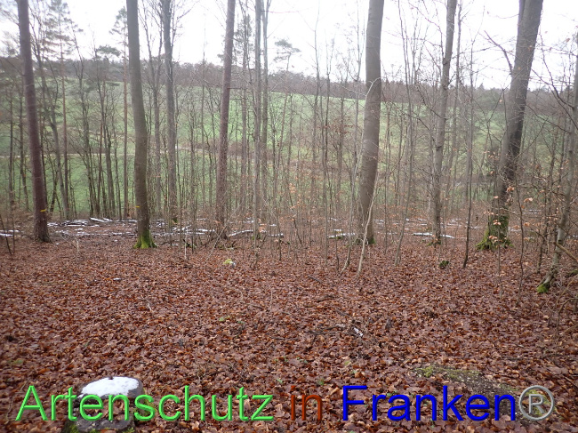 © Artenschutz in Franken® Bild zum Eintrag (1041485-160)