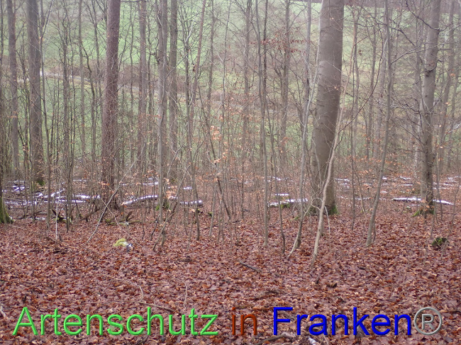 © Artenschutz in Franken® Bild zum Eintrag (1041486-160)