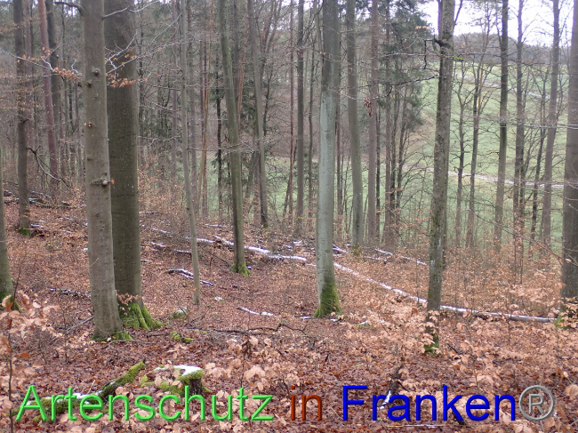 © Artenschutz in Franken® Bild zum Eintrag (1041487-160)
