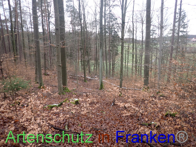 © Artenschutz in Franken® Bild zum Eintrag (1041488-160)